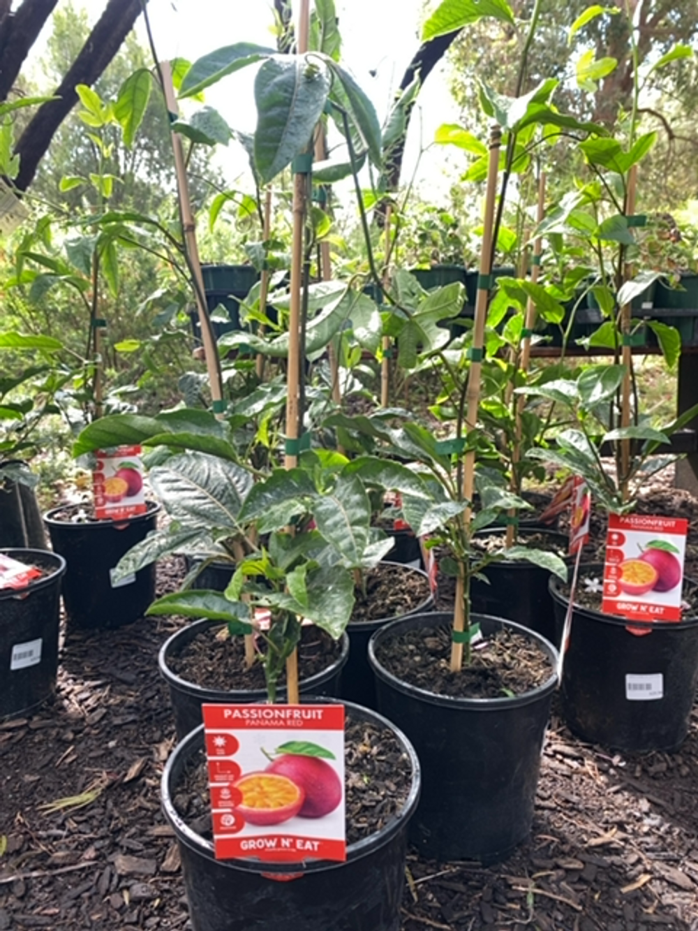 Passionfruit Panama Red (17cm)