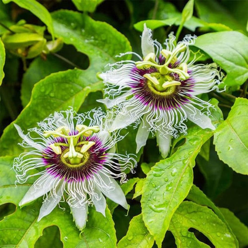 Passionfruit Sunshine Special (20cm)
