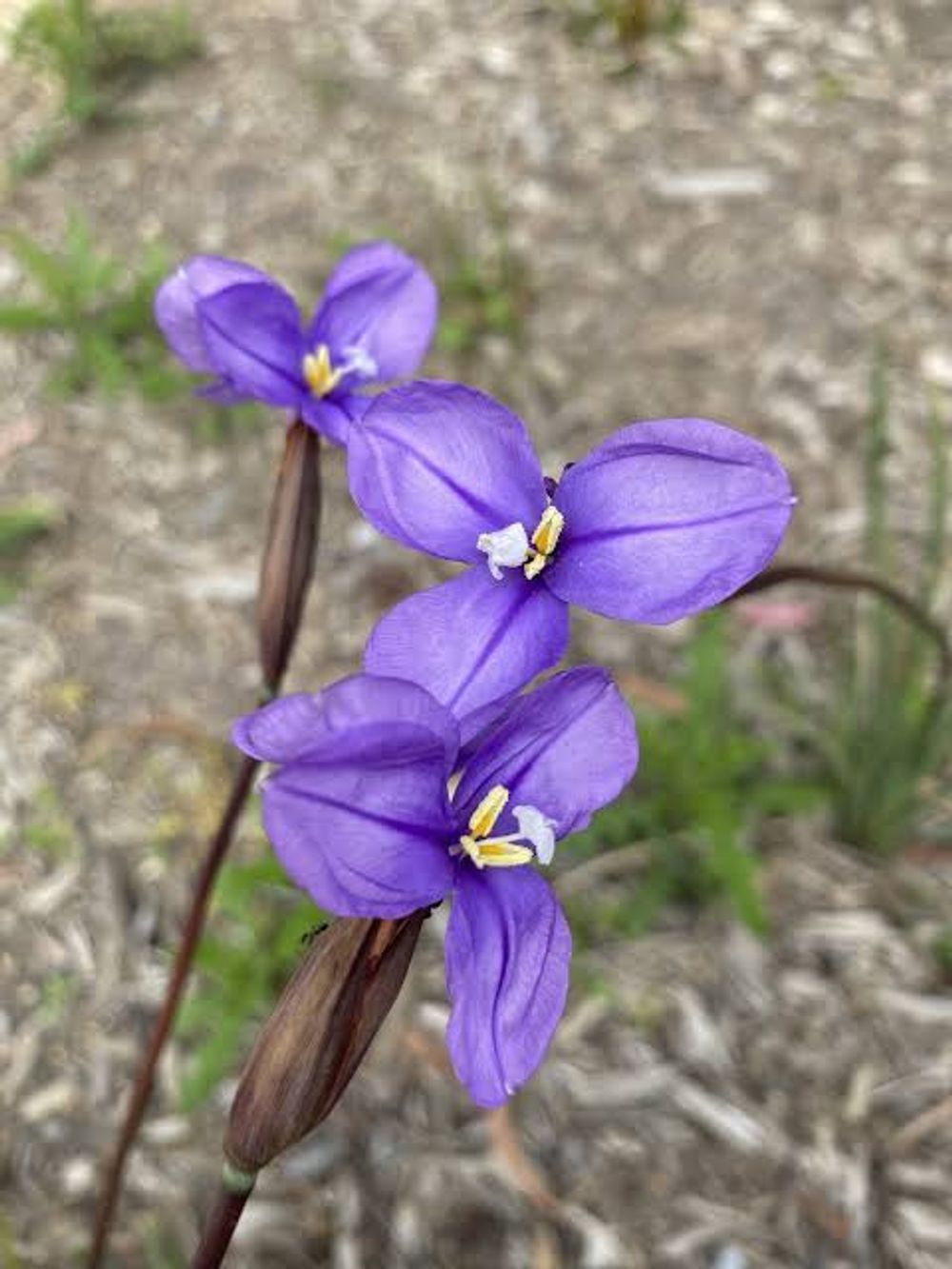 Patersonia Occidentalis Purple Flag (14cm)