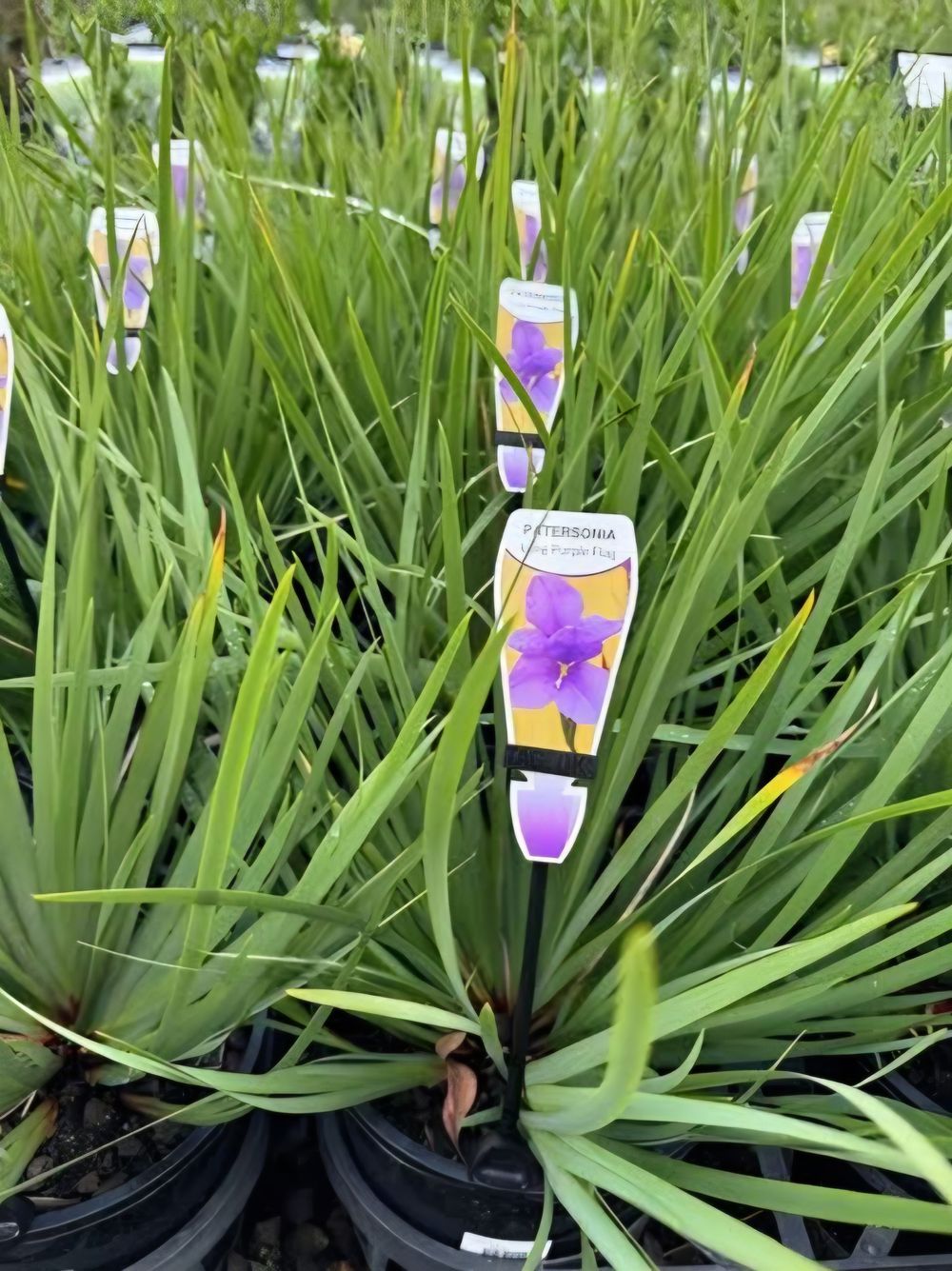 Patersonia Occidentalis Purple Flag (14cm)