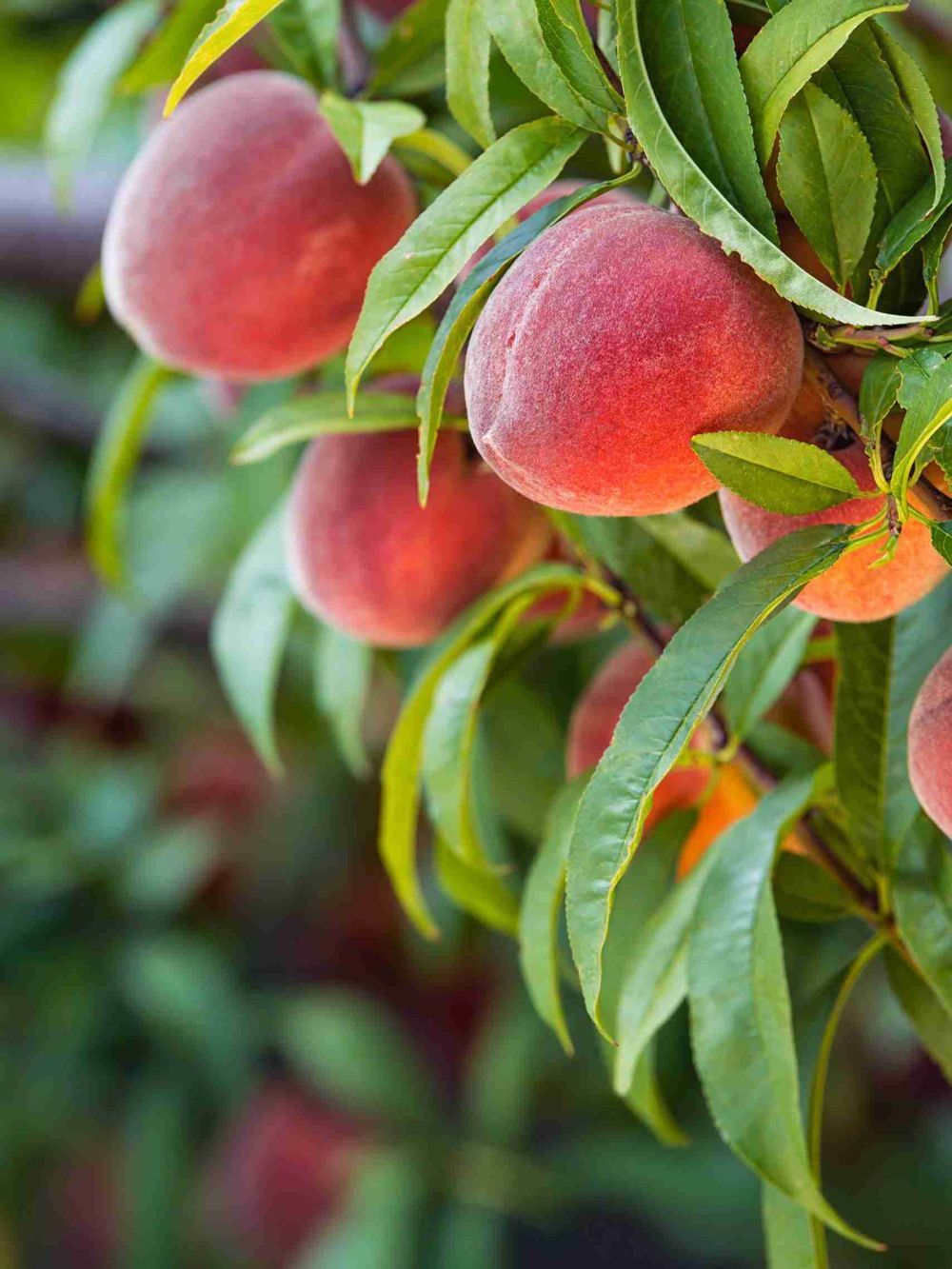 Peach Crimson Rocket (25lt)