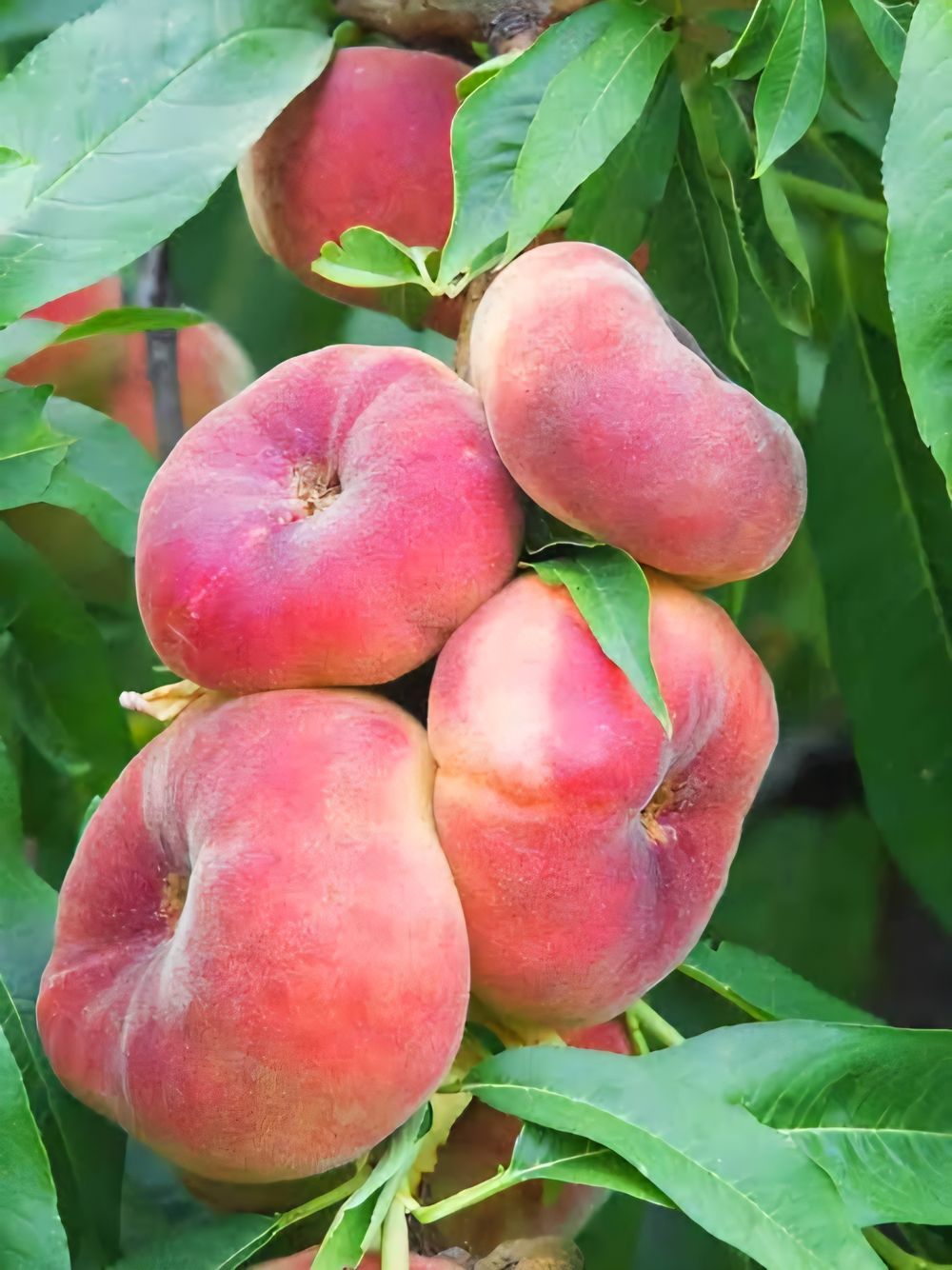 Peach Dwarf Angel Flat Style (15lt)