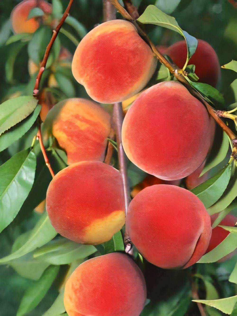 Peach Dwarf Anzac (15lt)