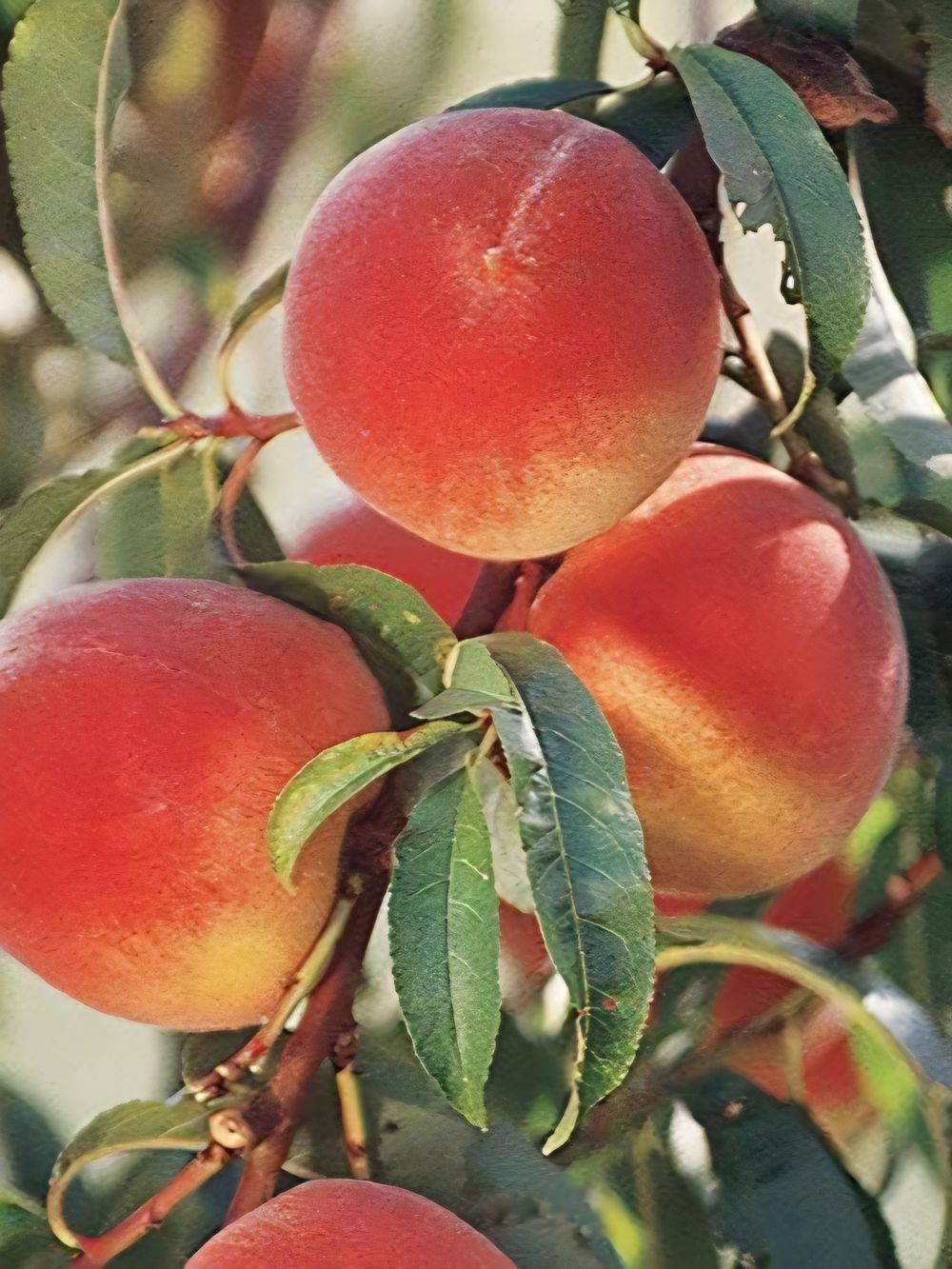 Peach Dwarf Elberta (15lt)