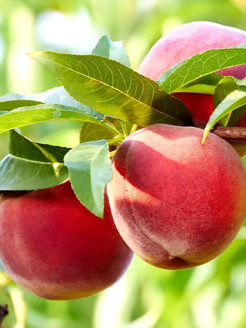 Peach Dwarf Fresno (15lt)