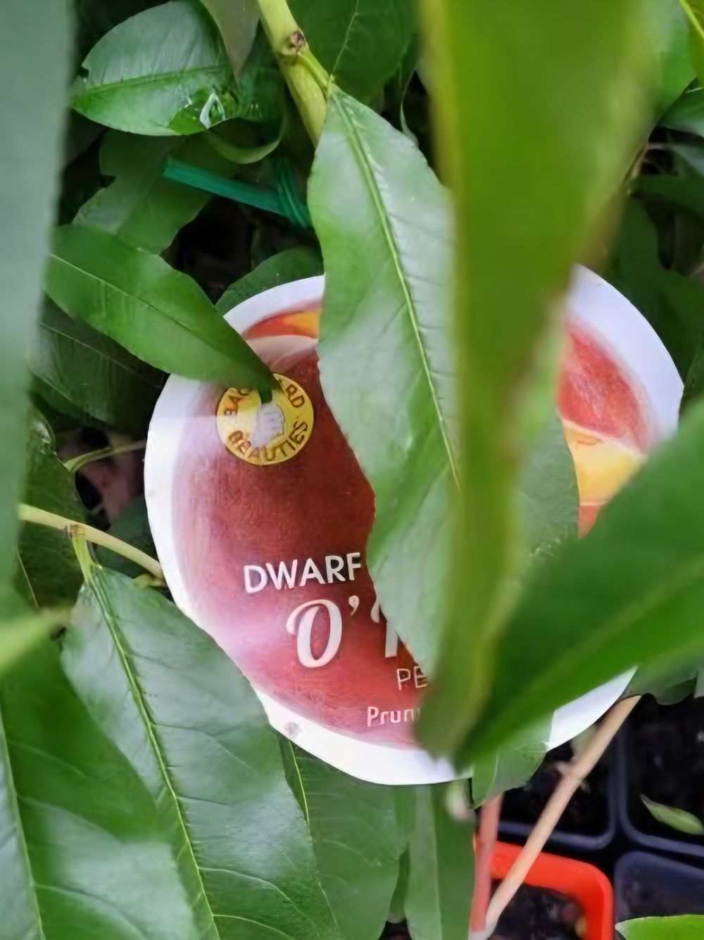 Peach Dwarf Ohenry (4lt)