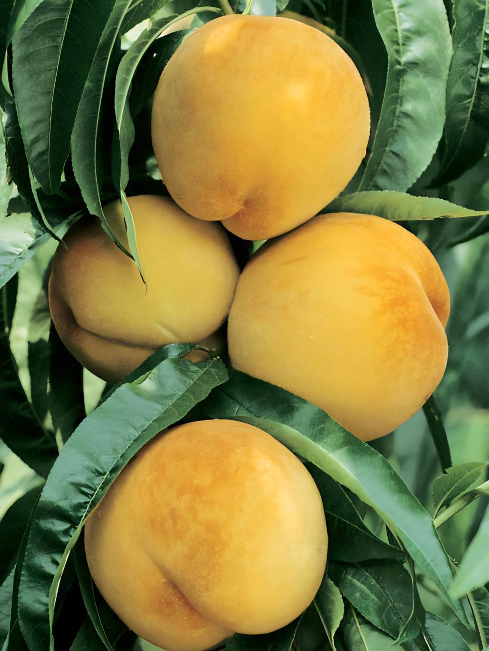 Peach Dwarf Golden Queen (25lt)