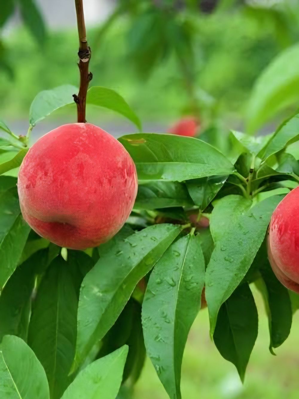 Peacharine Peacharine (25lt)