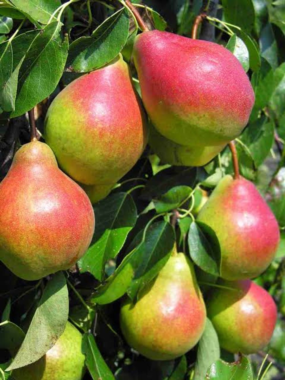 Pear Corella (25lt)