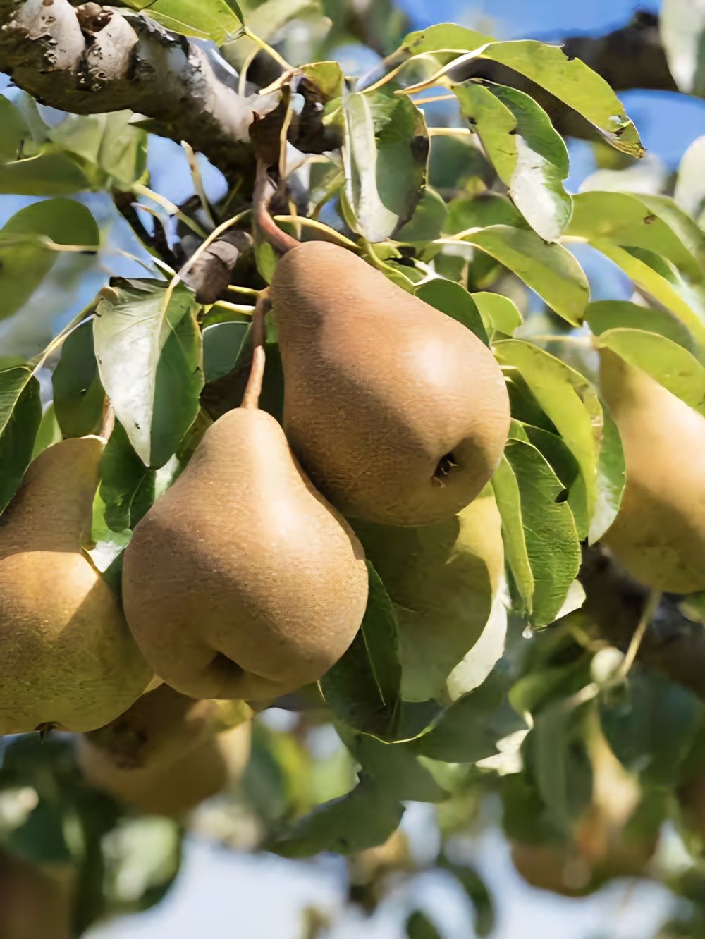 Pear Dwarf Beurre Bosc (25lt)
