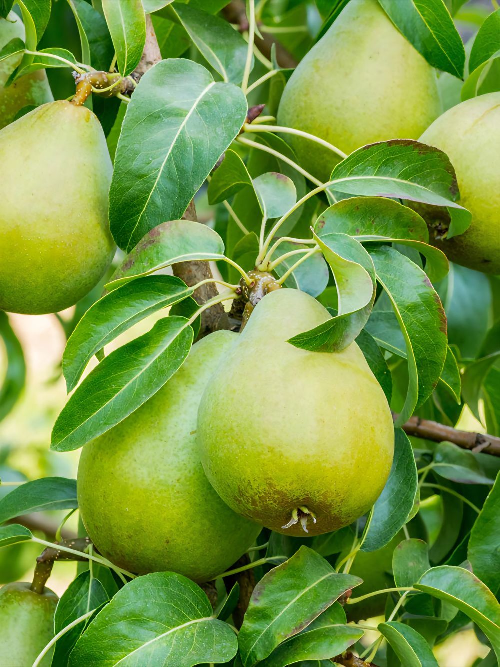 Pear dwarf Bartlett Williams (25lt)