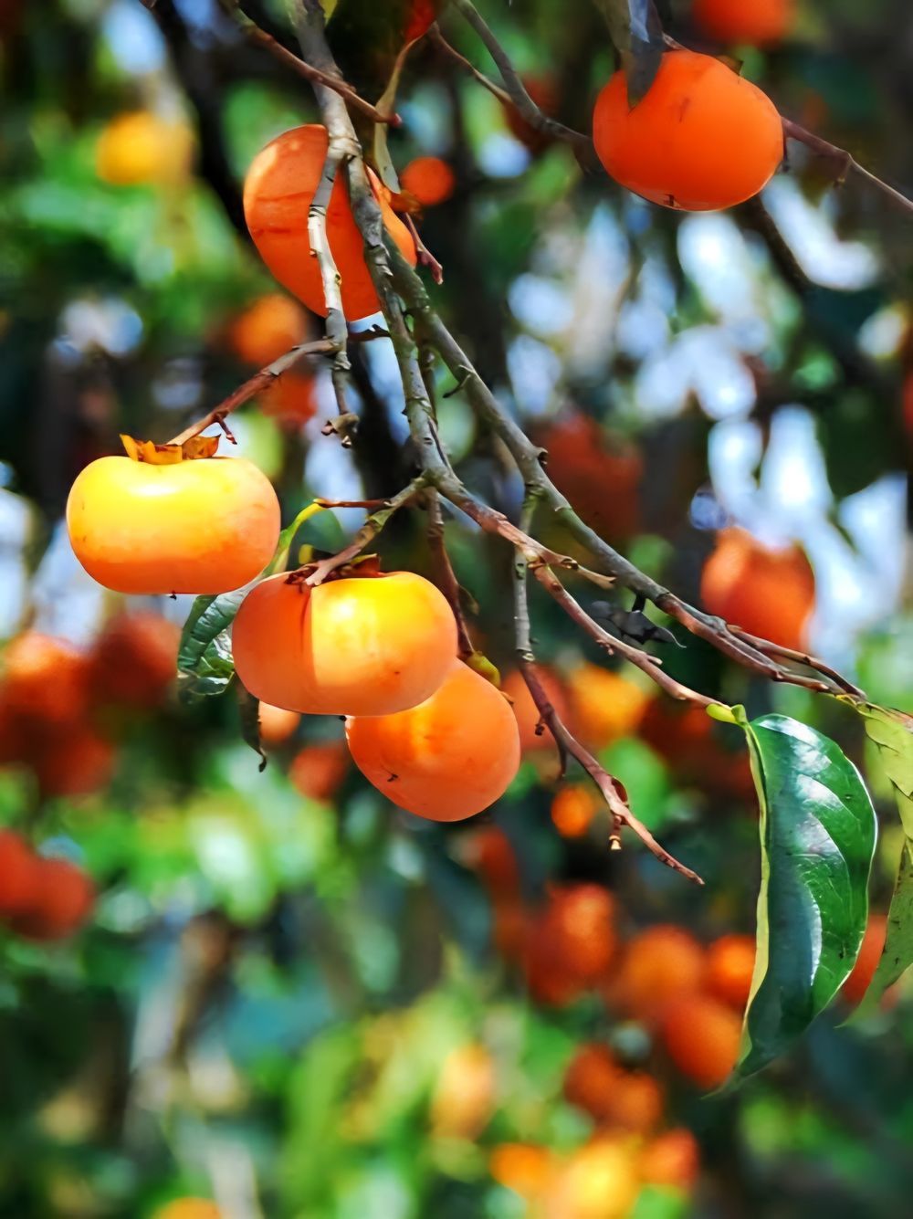 Persimmon Fuyu (25lt)