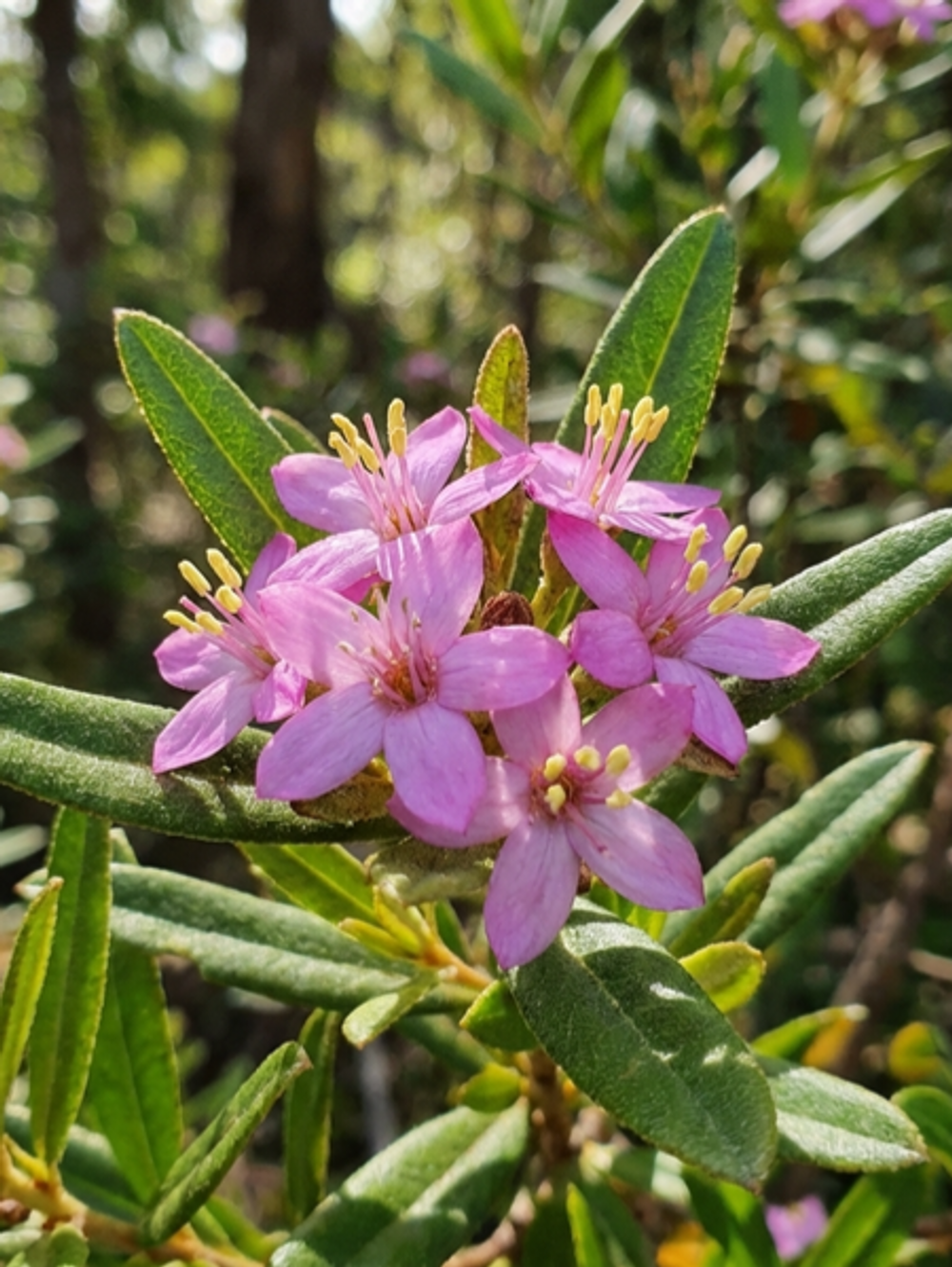 Phebalium woombye Pink (20cm)