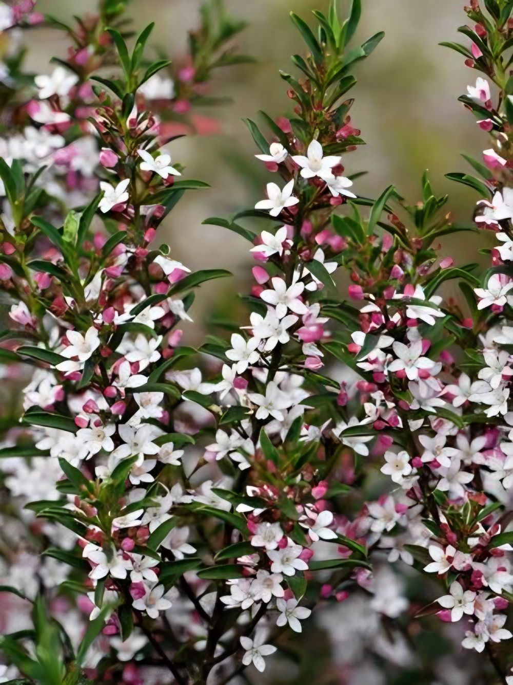 Philotheca Profusion (14cm)