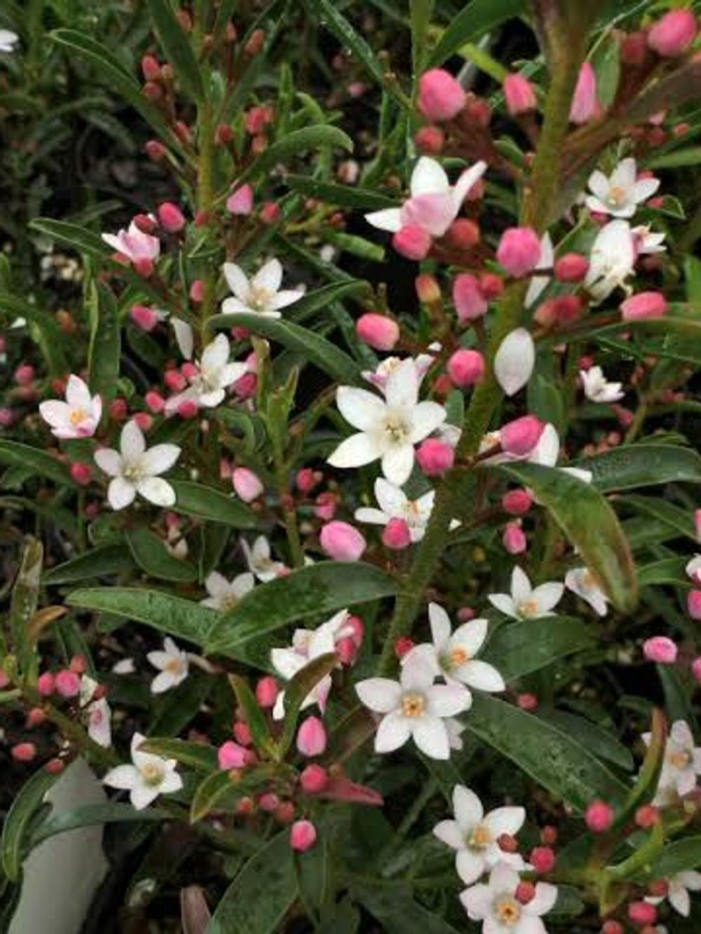 PHILOTHECA WINTER ROUGE (14CM)
