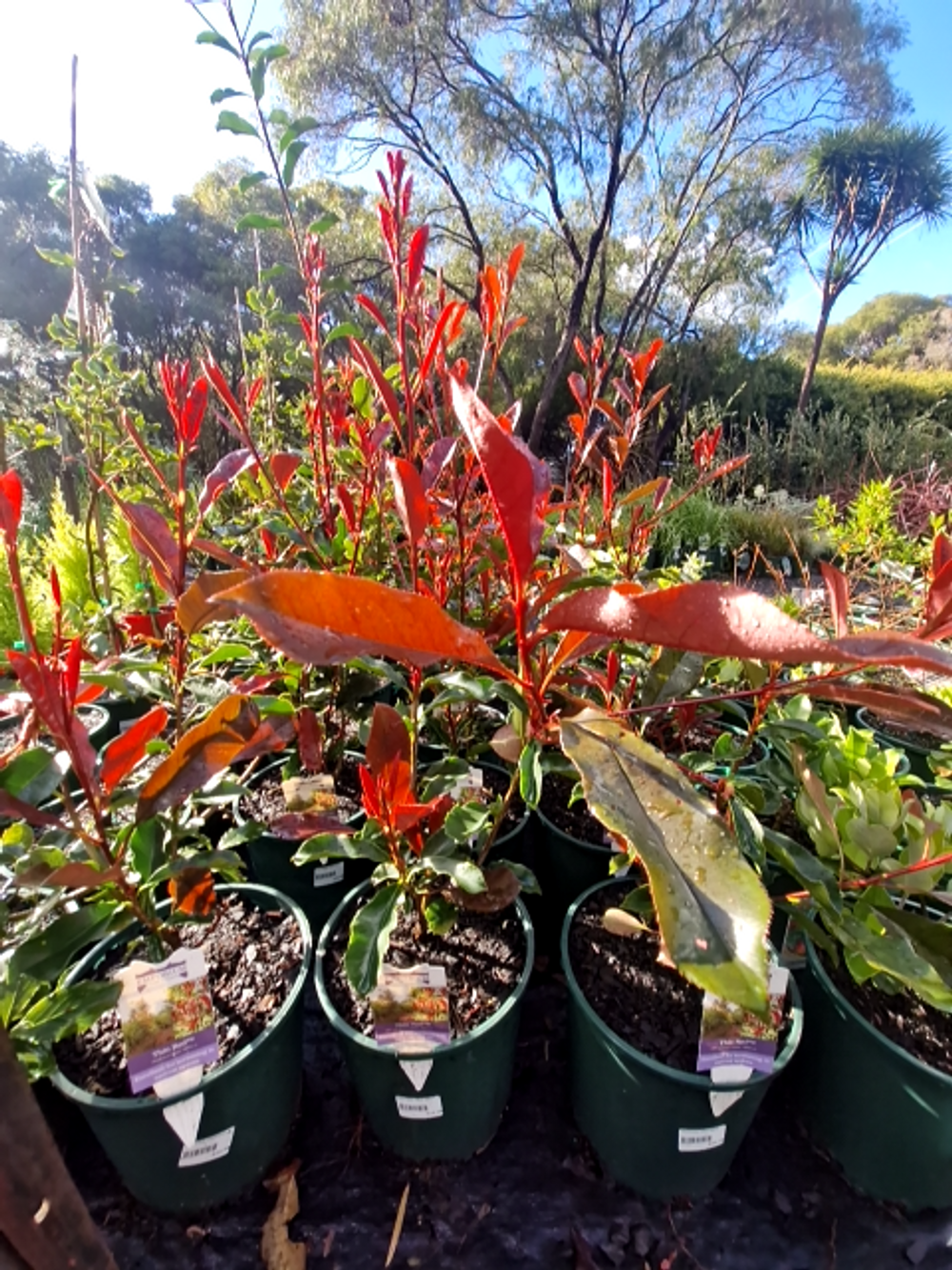 PHOTINIA FRASERI THIN RED PBR (20CM)