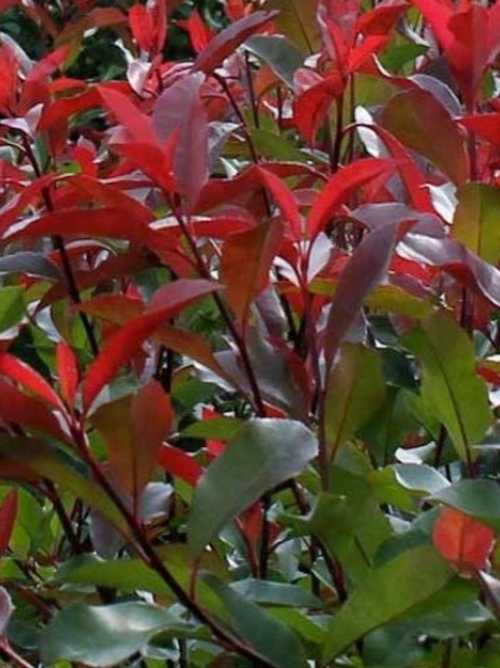 PHOTINIA ROBUSTA RED ROBIN (20CM)