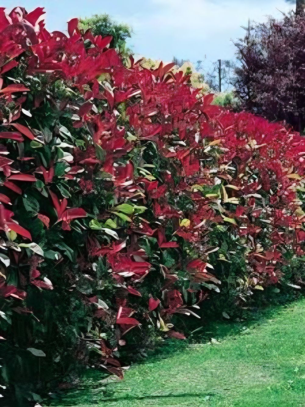 Photinia robusta Wonder Hedge (20cm)