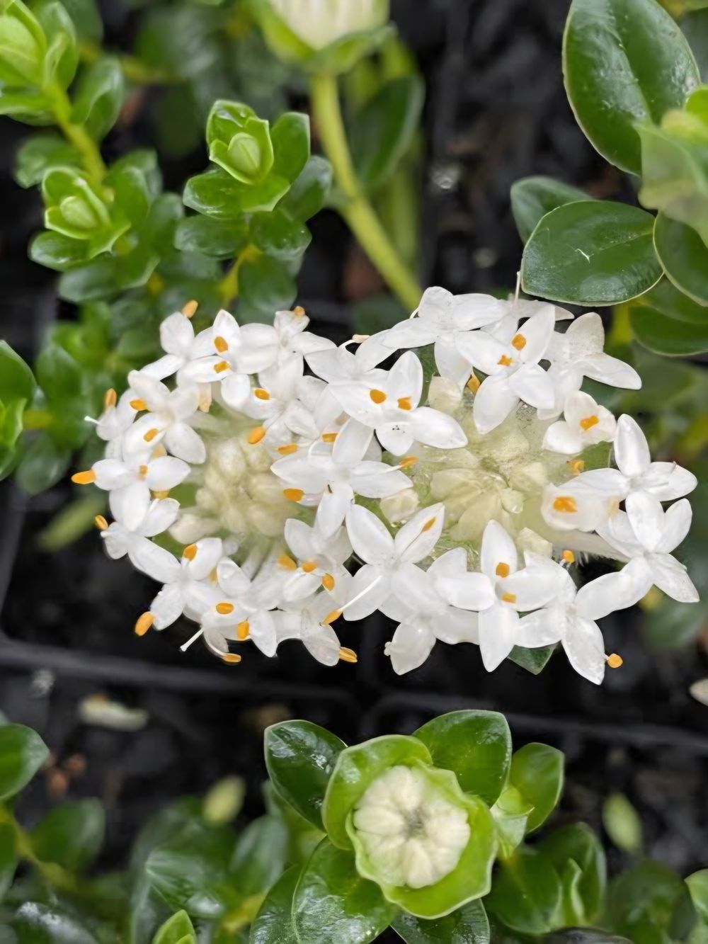 Pimelea ferruginea alba Snowball Rice Flower (14cm)
