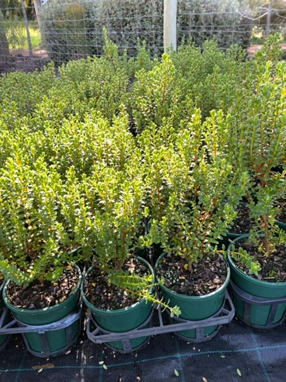 PIMELEA FERRUGINEA BONNE PETITE (14CM)