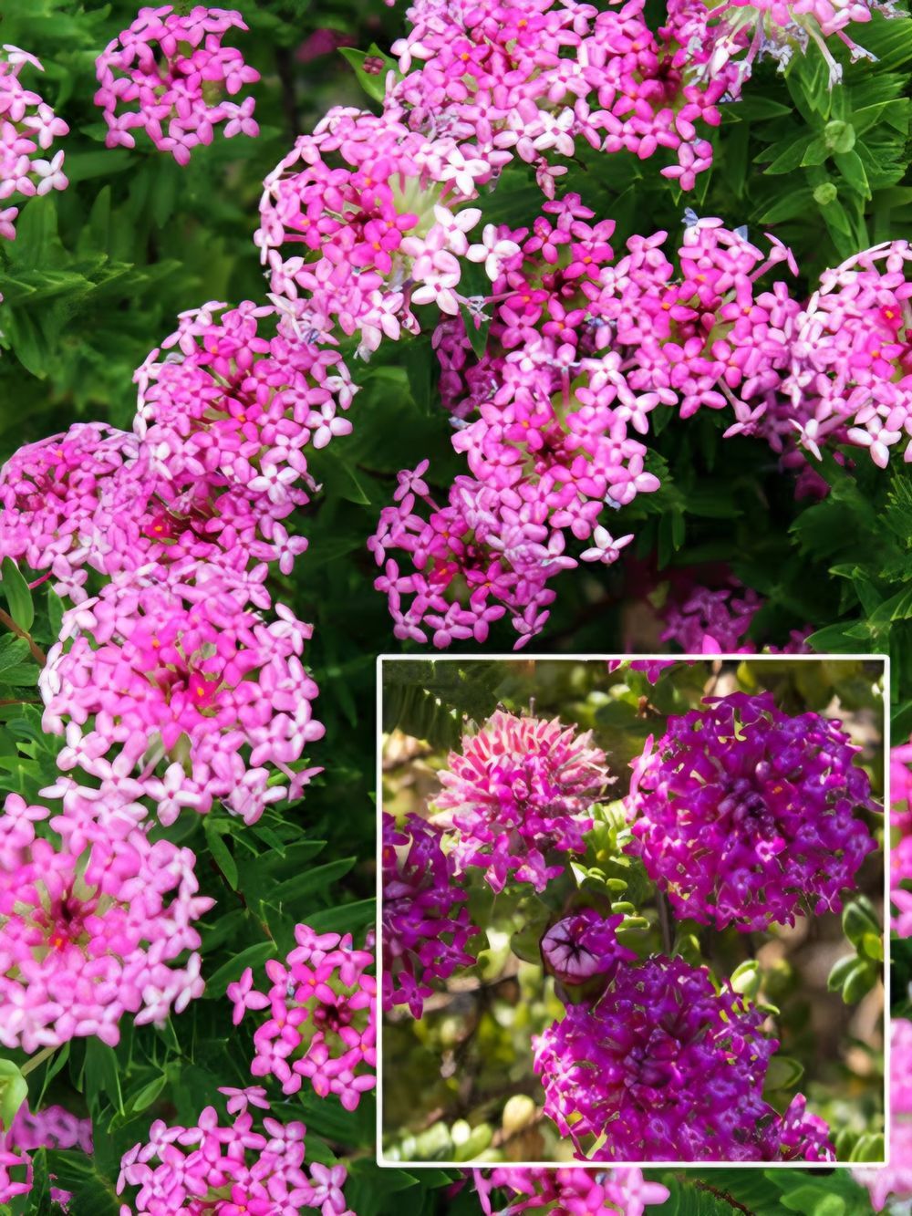 Pimelea ferruginea Magenta Mist (14cm)