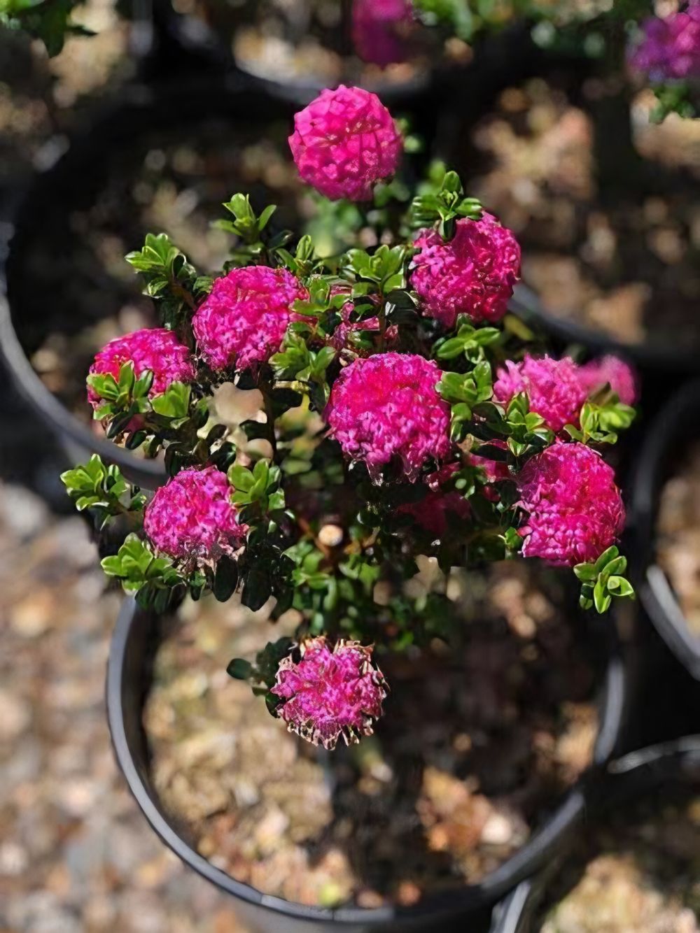 Pimelea ferruginea Magenta Mist (14cm)