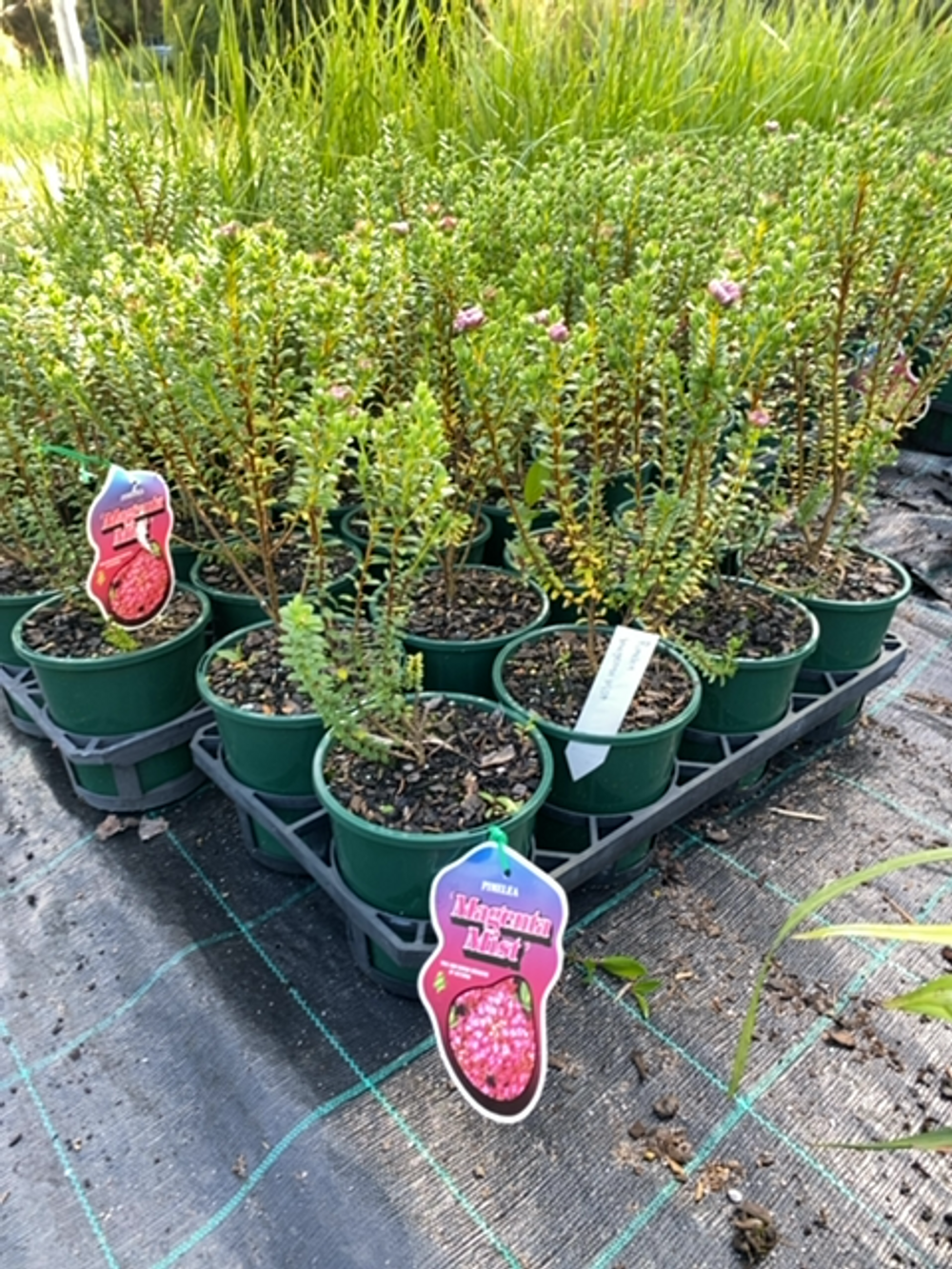 Pimelea ferruginea Magenta Mist (14cm)