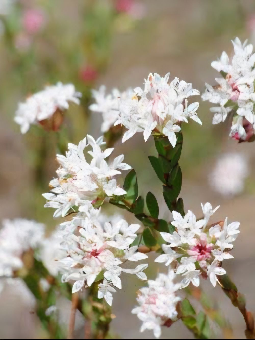 Pimelea sylvestris Edna Walling Rice Flower (20cm)