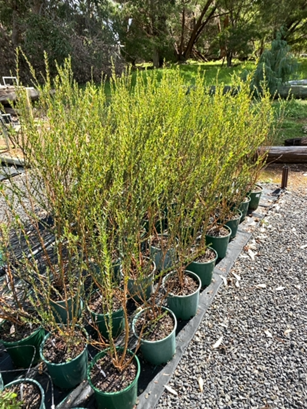 PIMELEA SYLVESTRIS EDNA WALLING RICE FLOWER (20CM)