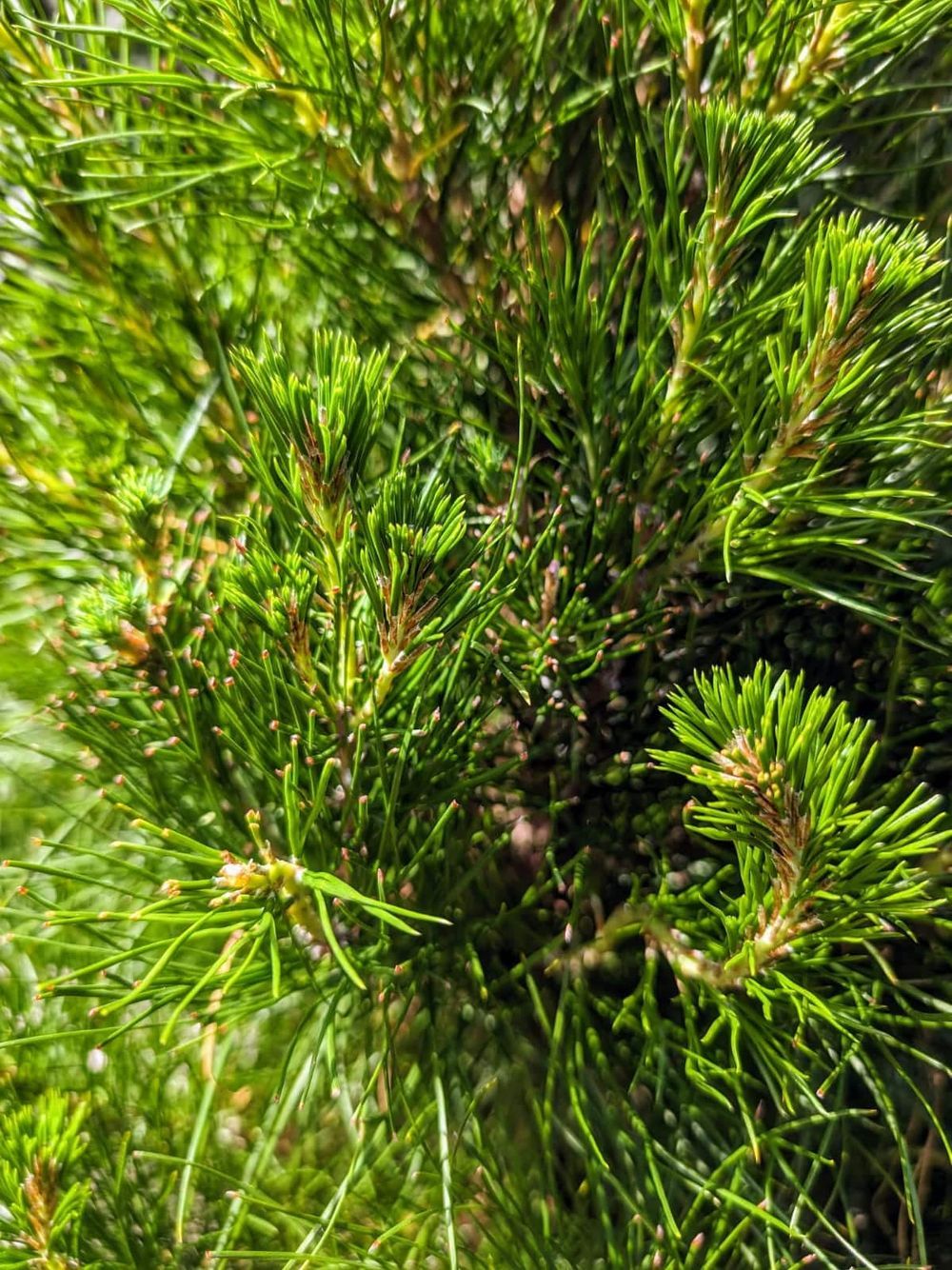PINUS RADIATA CHRISTMAS STAR (35LT)