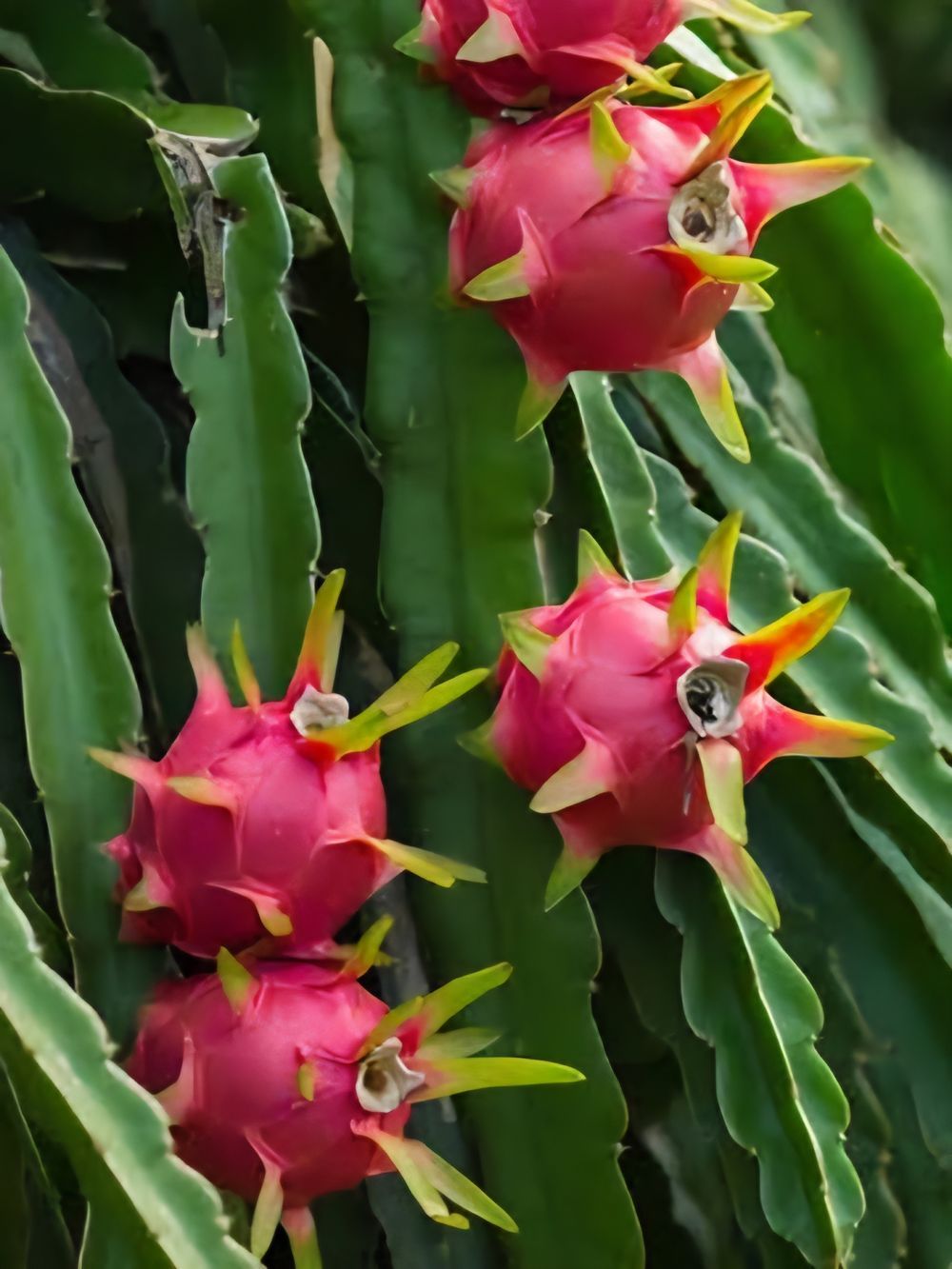 Pitaya Dragon Fruit Red (13cm)