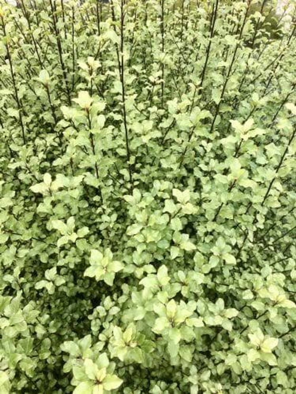 PITTOSPORUM TENUIFOLIUM SCREEN BETWEEN (20CM)