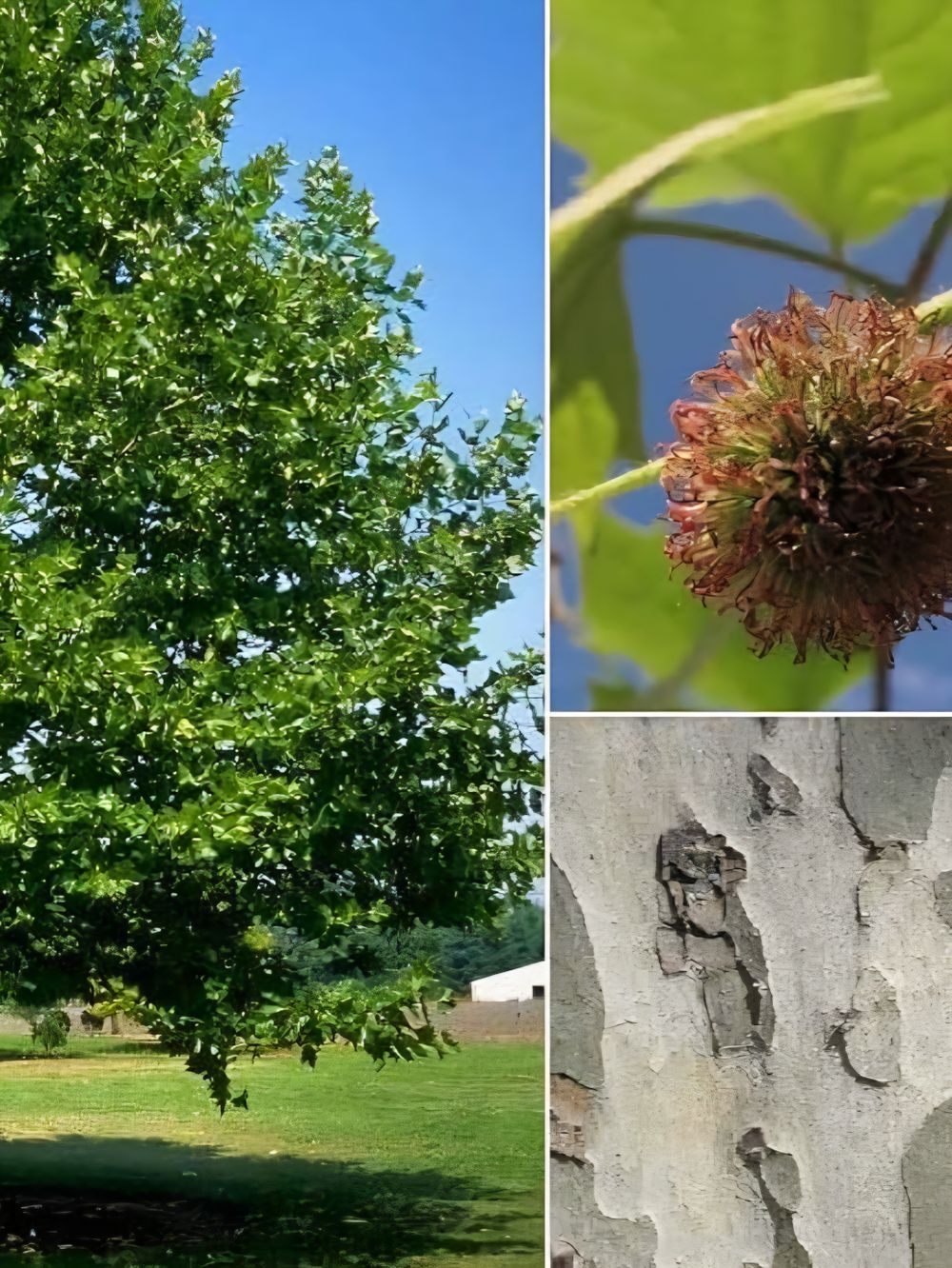 PLATANUS LIBERTY PLANE (45LT)