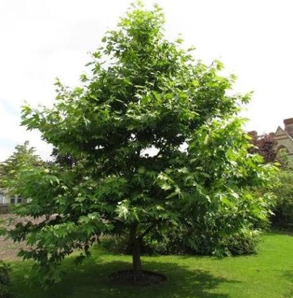 Platanus orientalis Oriental Plane Tree (45lt)