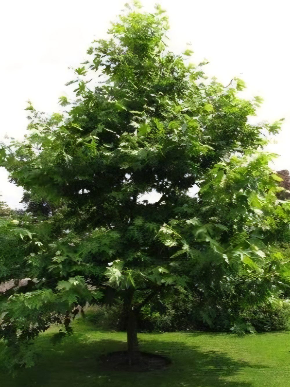 Platanus orientalis Oriental Plane Tree (45lt)