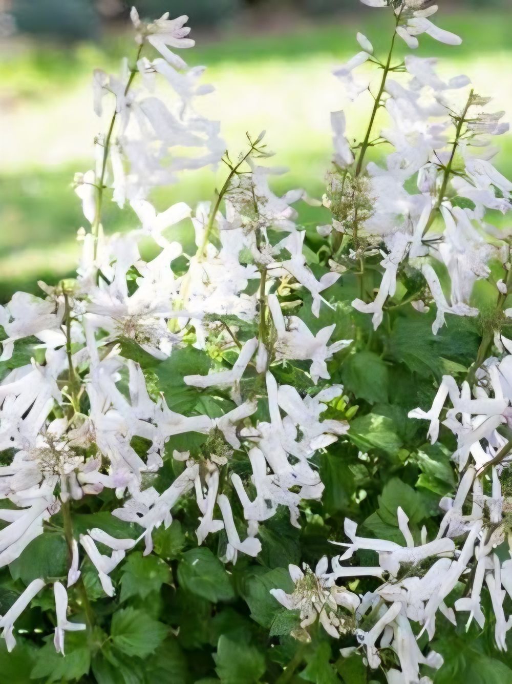 Plectranthus Alba (20cm)