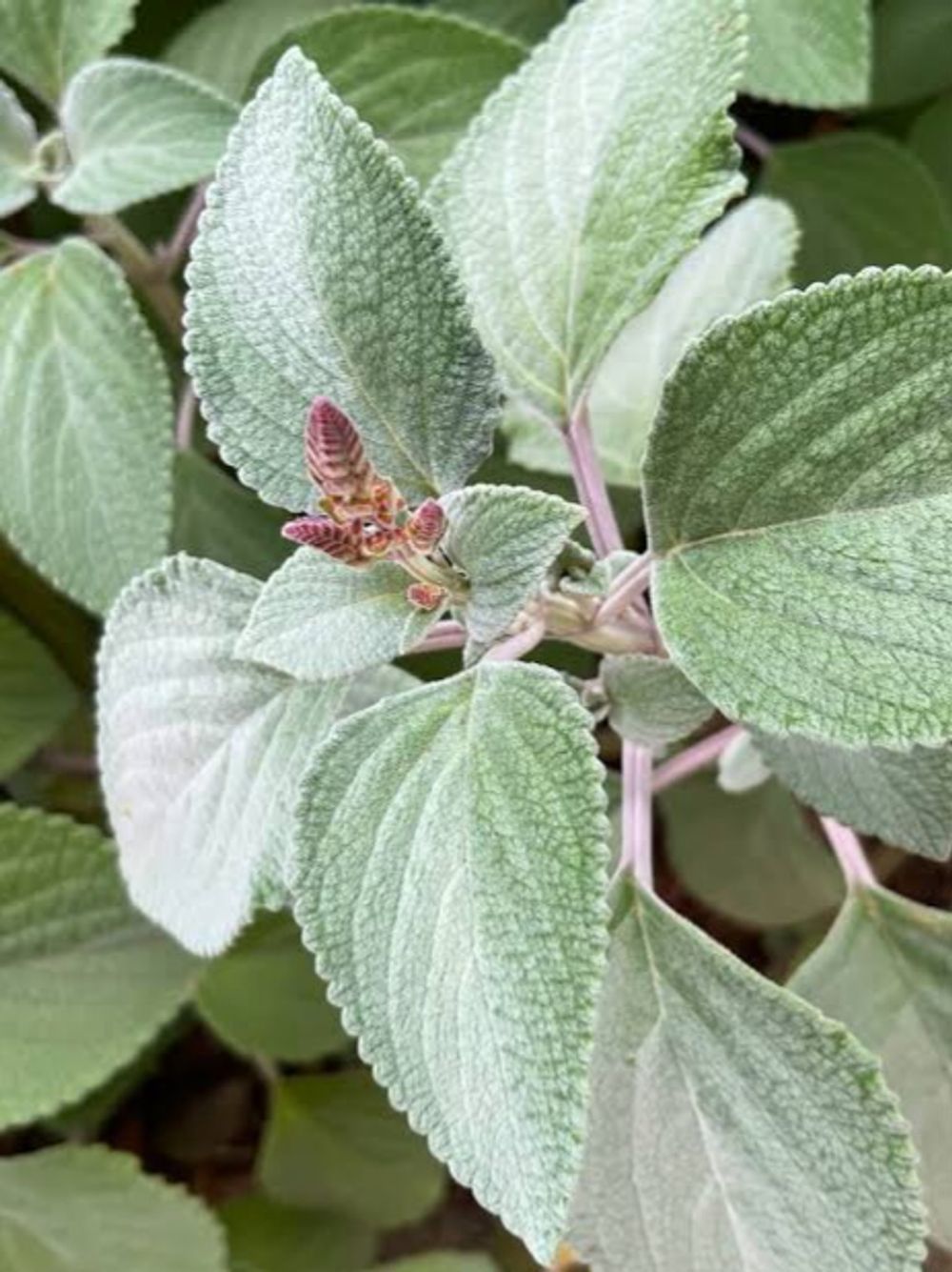 Plectranthus argentatus Silver Plectranthus (20cm)