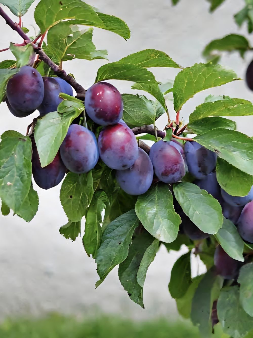 Plum A Okay (25lt)