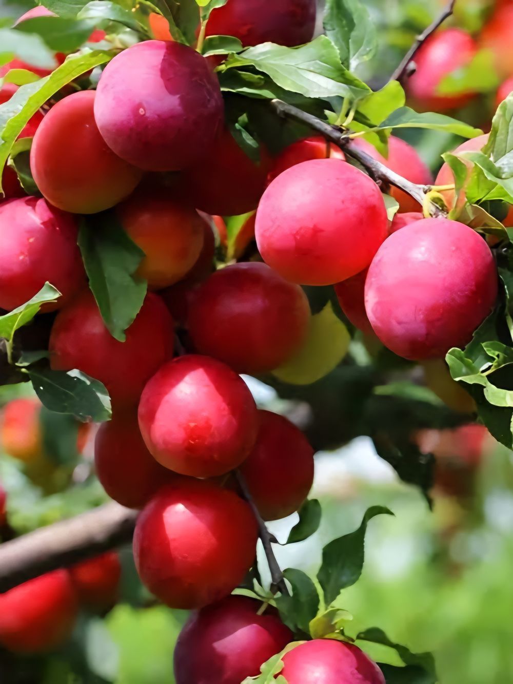 Plum Amber Jewel (25lt)