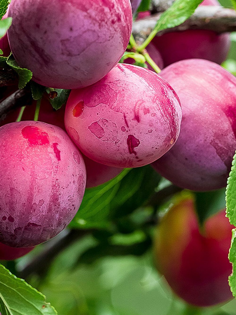 PLUM NARRABEEN (25LT)