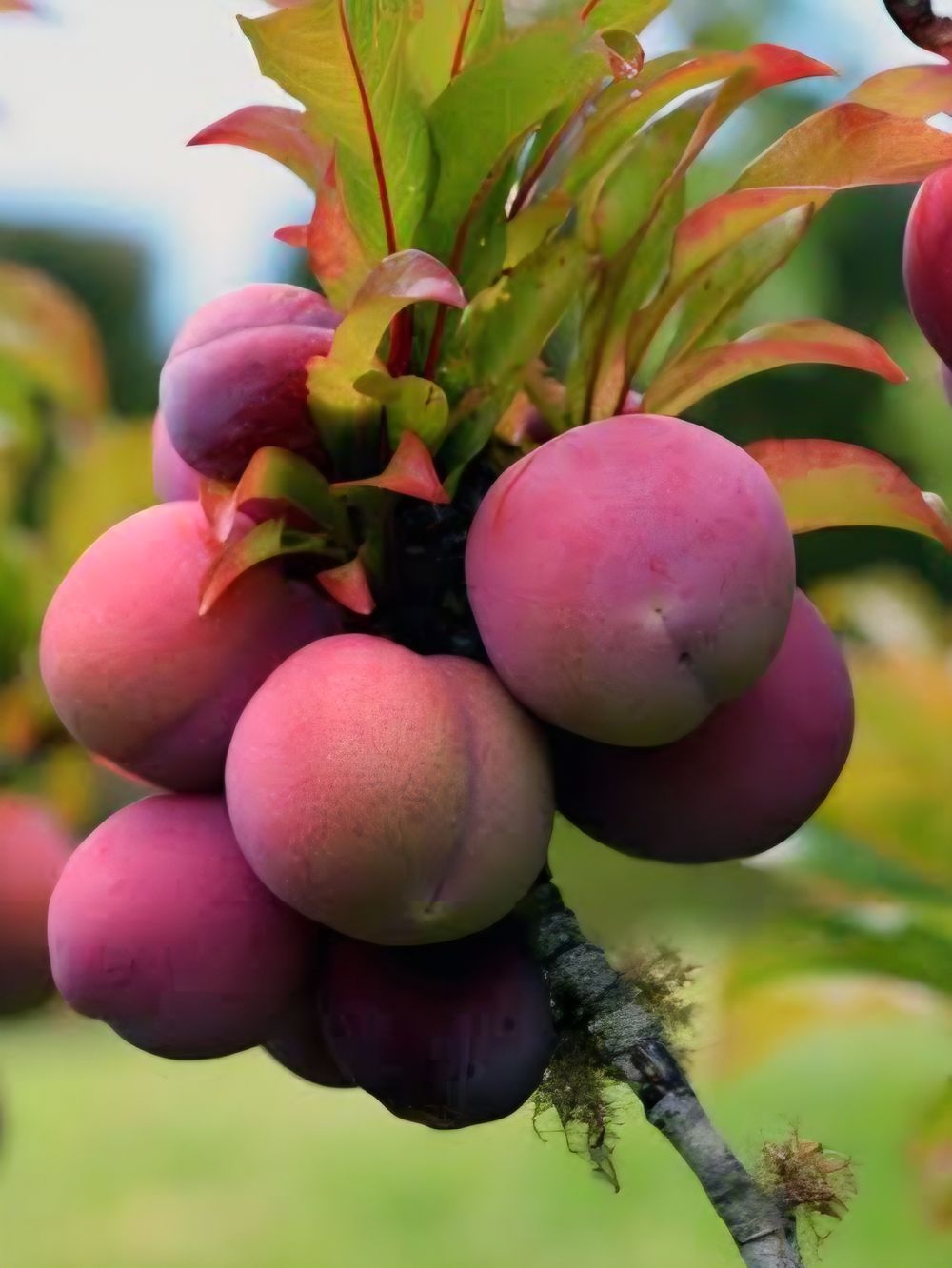Plum Sunrise Gulf (25lt)