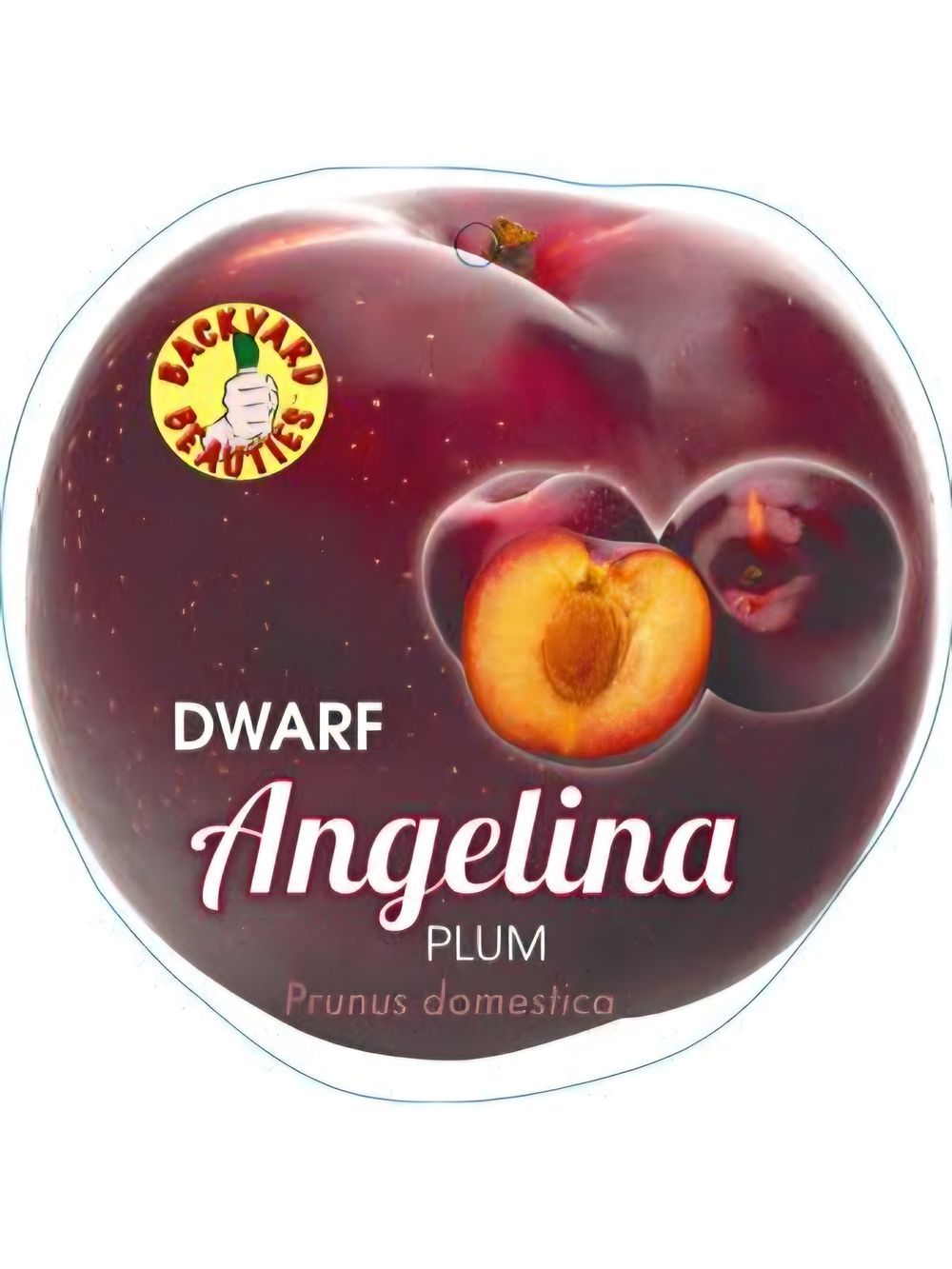 Plum Dwarf Angelina (25lt)