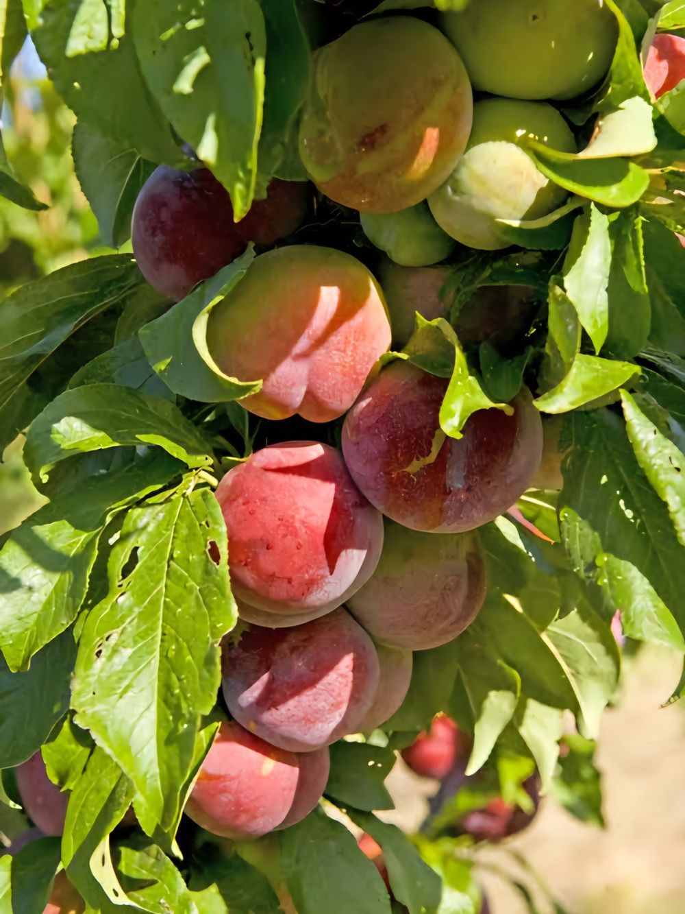 Plum Dwarf Mariposa (15lt)