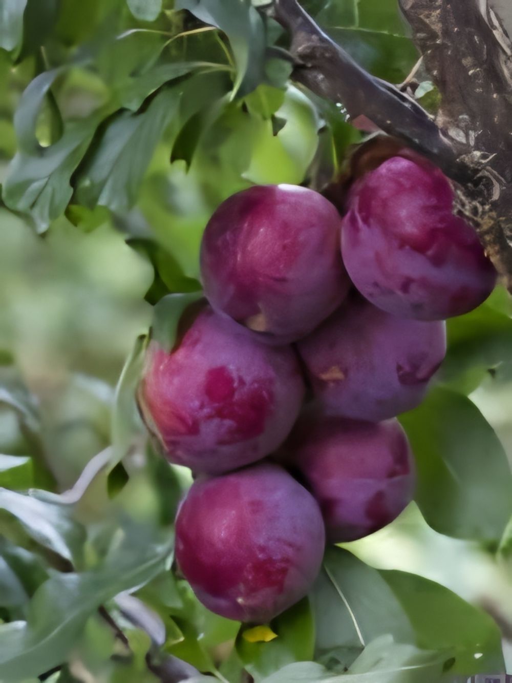 Plum Dwarf Narabeen (4lt)