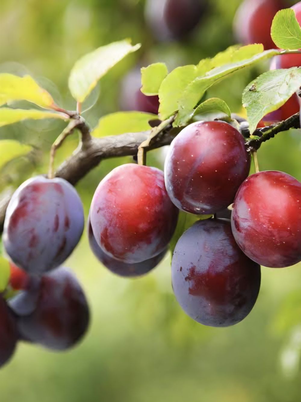 Plum Dwarf Ruby Bloood (15lt)