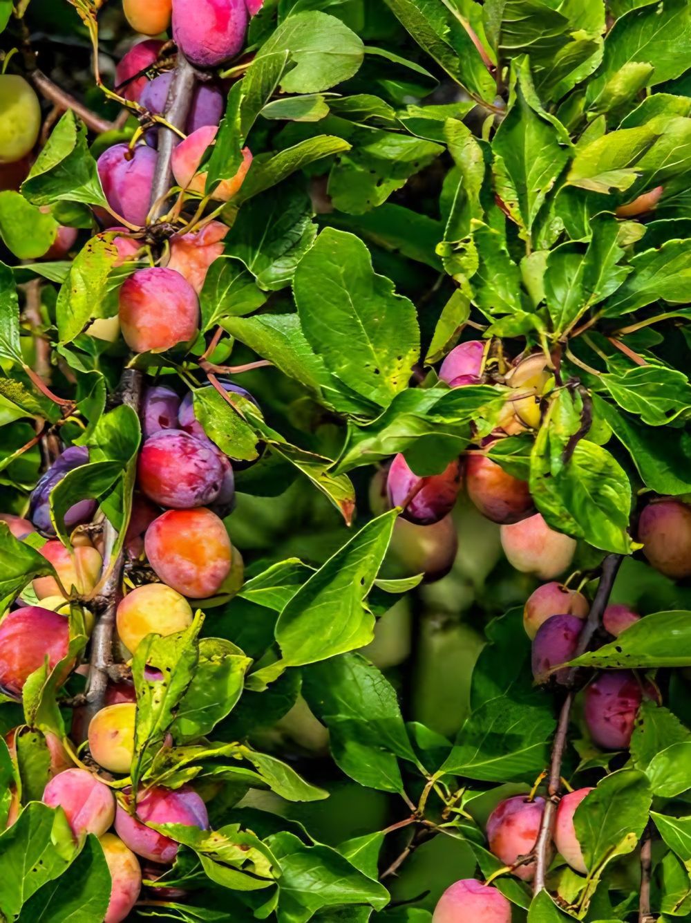 Plum Dwarf Santa Rosa (15lt)