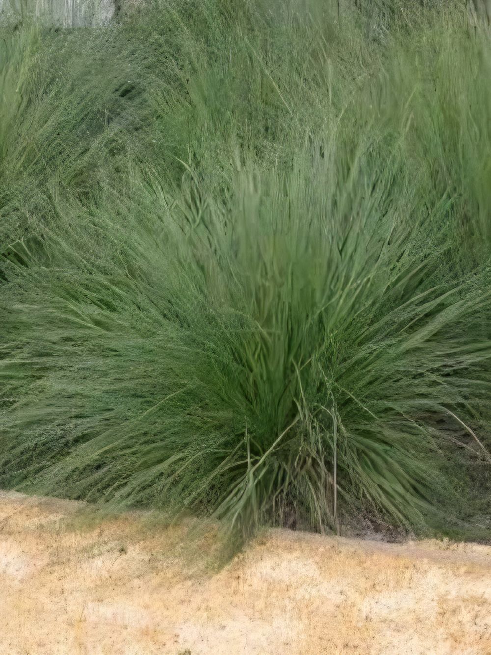 Poa labillardieri Eskdale PBR (14cm)