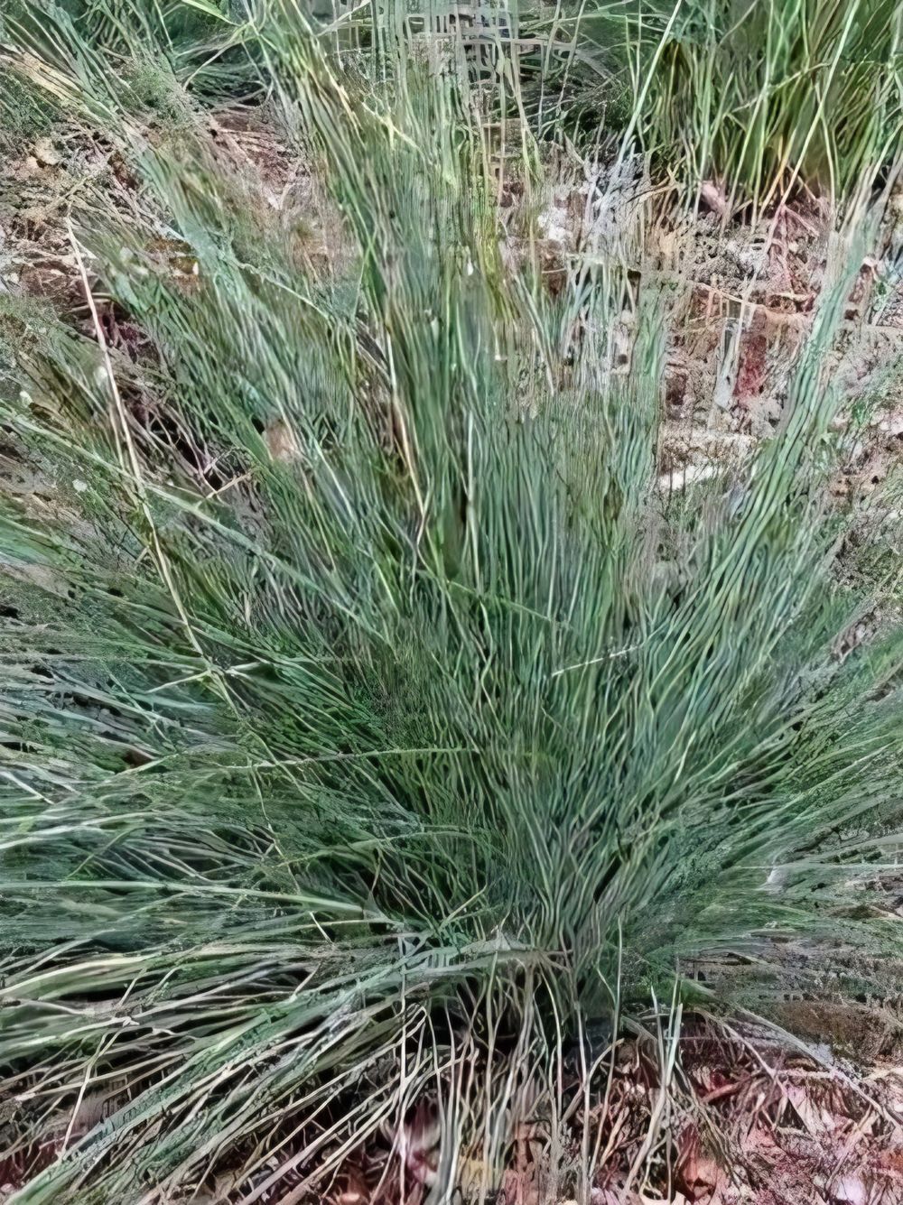 Poa poiformis Kingsdale PBR (14cm)