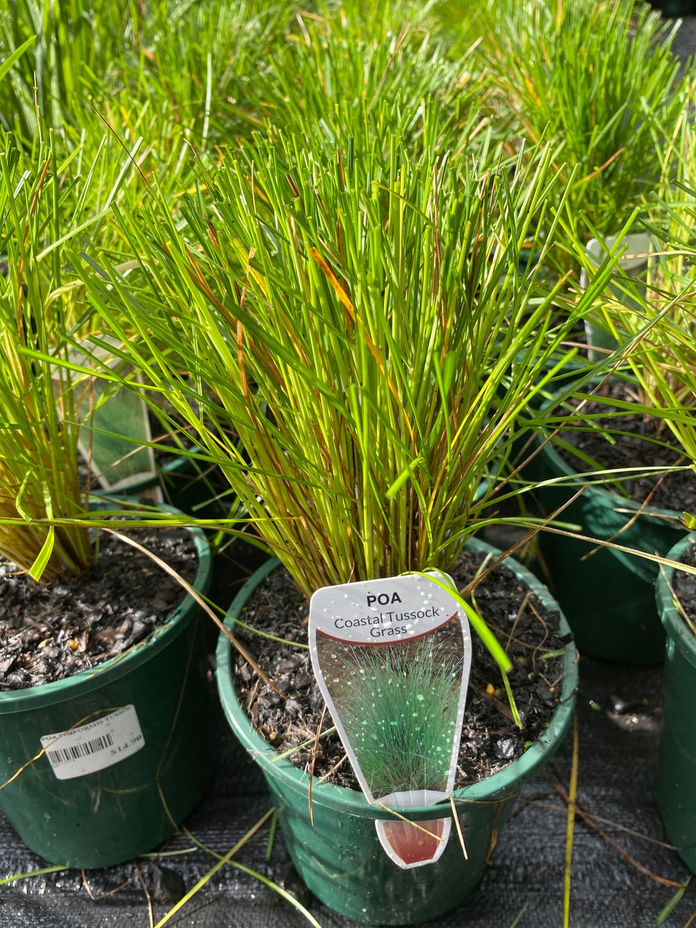 POA POIFORMIS TUSSOCK GRASS (14CM)