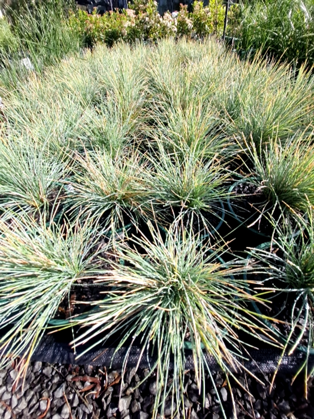 POA SIEBERIANA BLUE TUSSOCK (14CM)